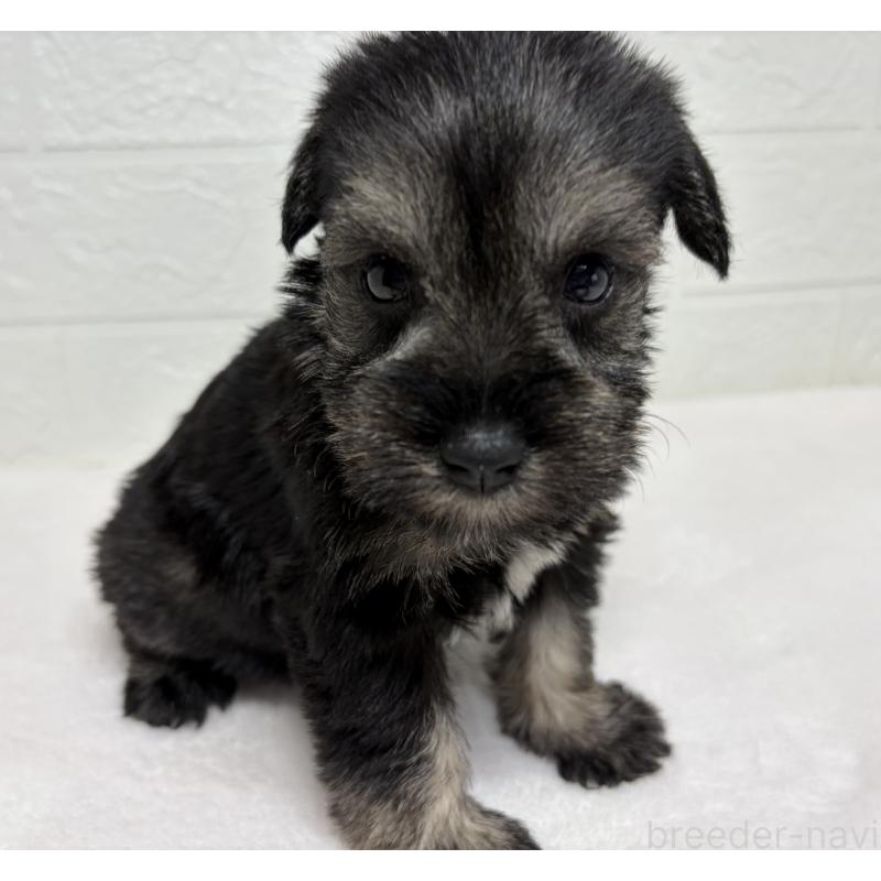 販売中の埼玉県のミニチュアシュナウザー-450685の4枚目