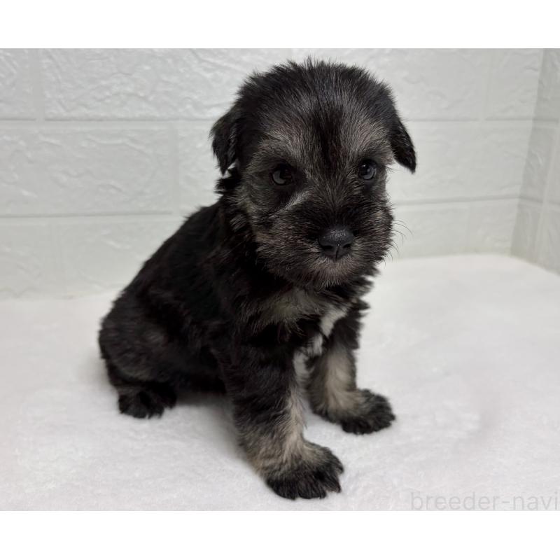 販売中の埼玉県のミニチュアシュナウザー-450685の3枚目