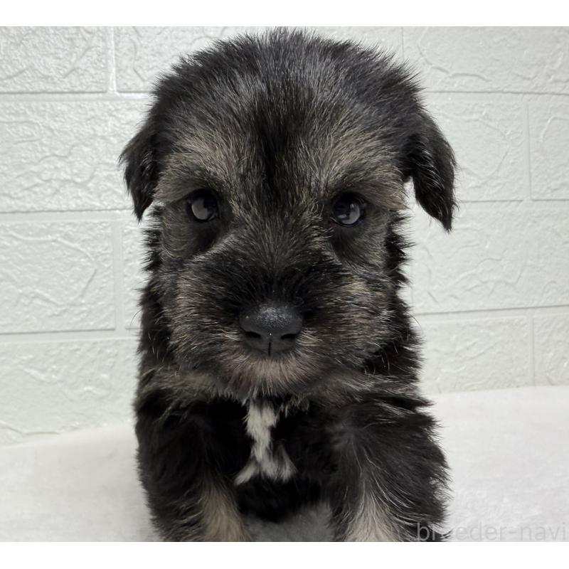 販売中の埼玉県のミニチュアシュナウザー-450685の2枚目