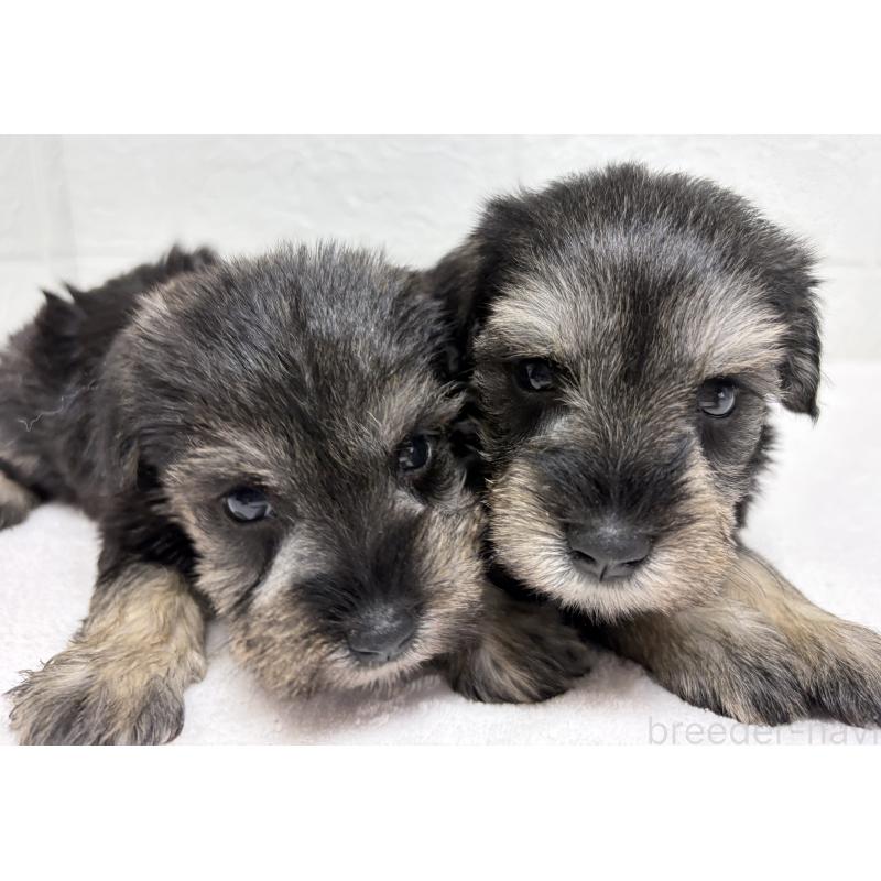 販売中の埼玉県のミニチュアシュナウザー-450686の10枚目