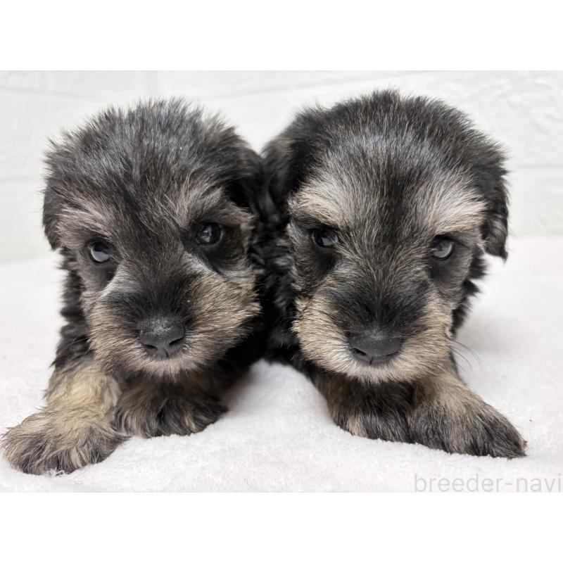 販売中の埼玉県のミニチュアシュナウザー-450686の9枚目