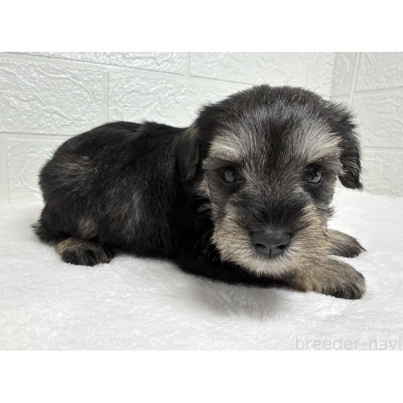 販売中の埼玉県のミニチュアシュナウザー-450686の7枚目