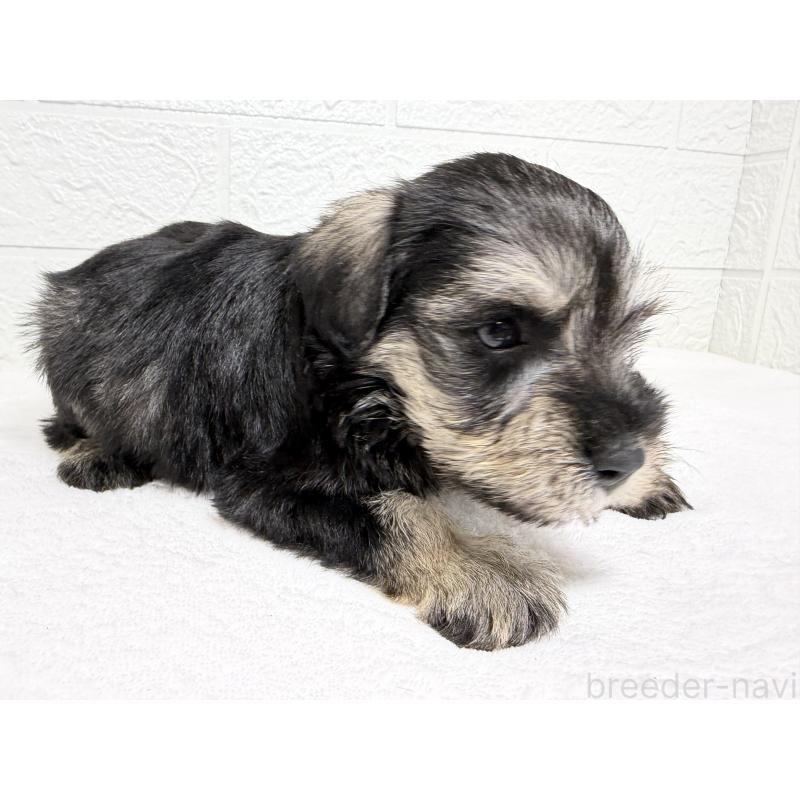 販売中の埼玉県のミニチュアシュナウザー-450686の6枚目