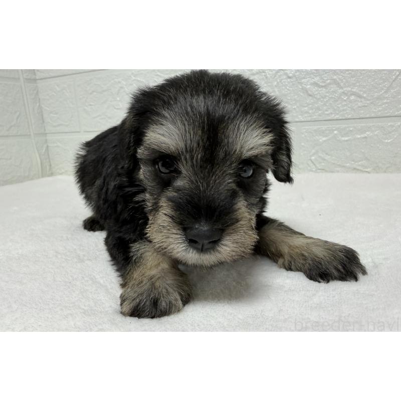 販売中の埼玉県のミニチュアシュナウザー-450686の5枚目