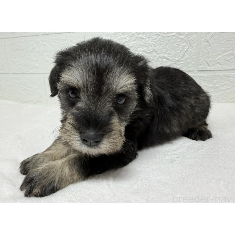 販売中の埼玉県のミニチュアシュナウザー-450686の4枚目