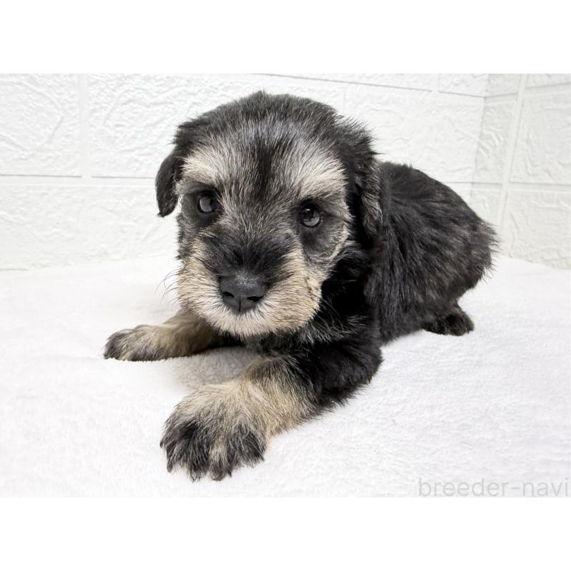 販売中の埼玉県のミニチュアシュナウザー-450686の3枚目