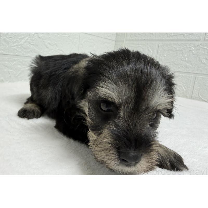 販売中の埼玉県のミニチュアシュナウザー-450686の2枚目