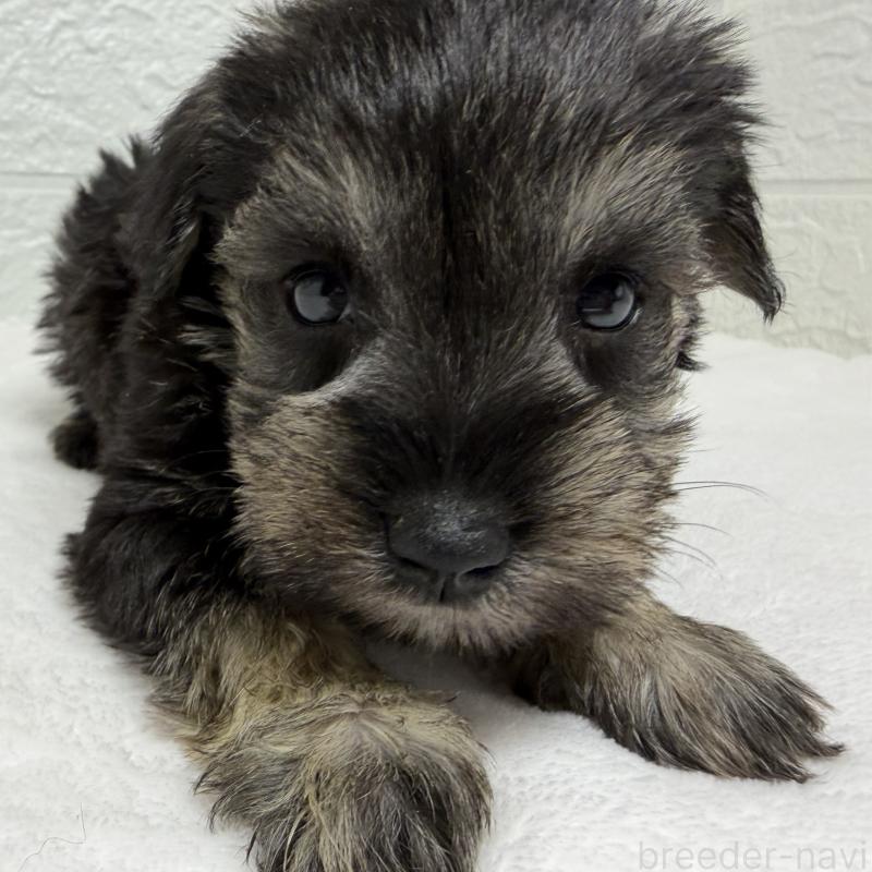 販売中の埼玉県のミニチュアシュナウザー-450687