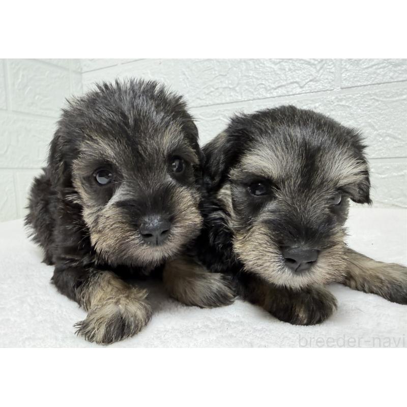 販売中の埼玉県のミニチュアシュナウザー-450687の10枚目