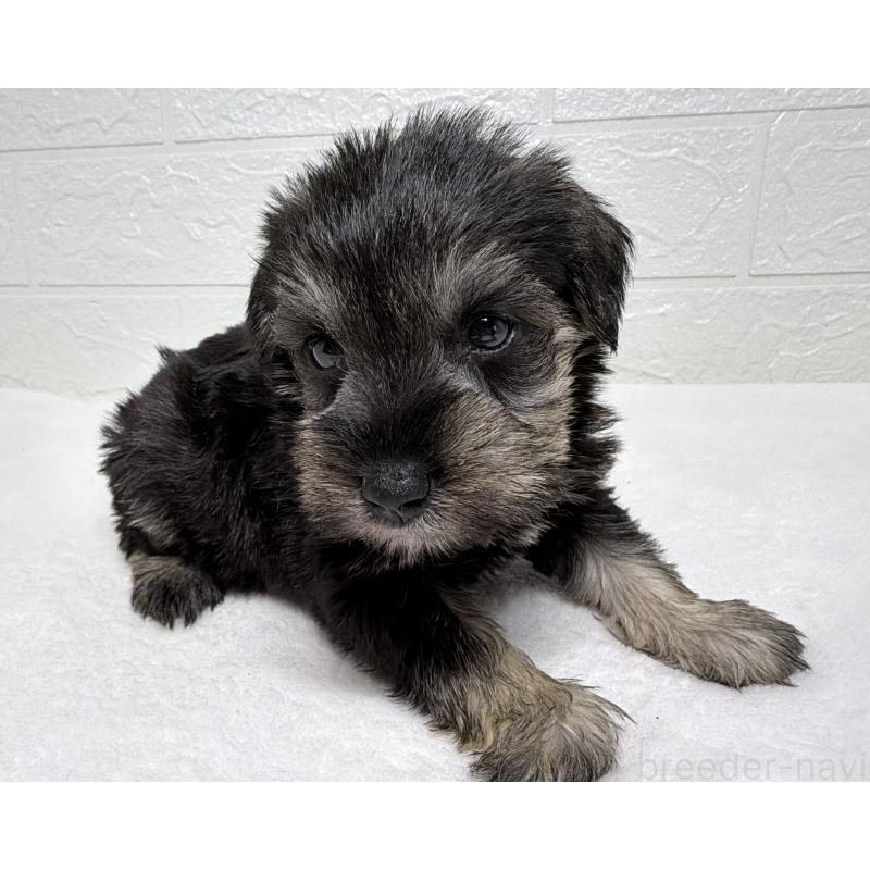 販売中の埼玉県のミニチュアシュナウザー-450687の9枚目