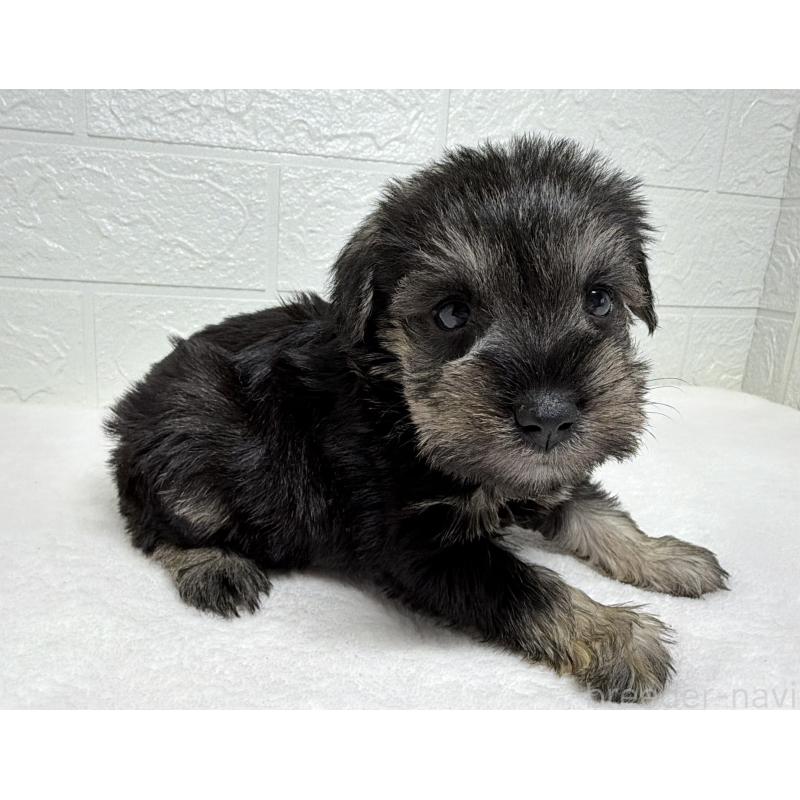 販売中の埼玉県のミニチュアシュナウザー-450687の8枚目