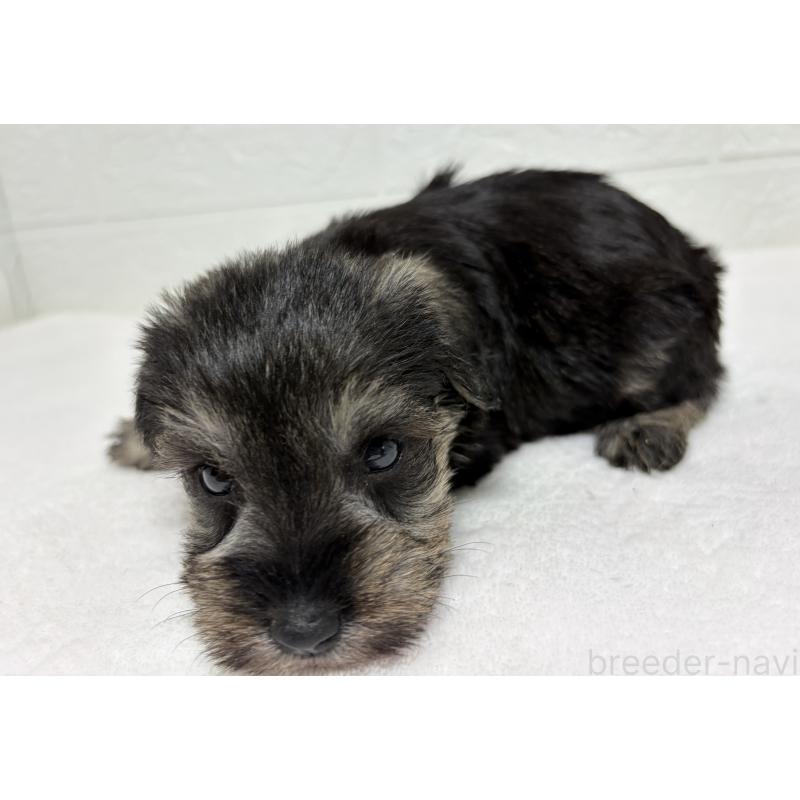 販売中の埼玉県のミニチュアシュナウザー-450687の7枚目