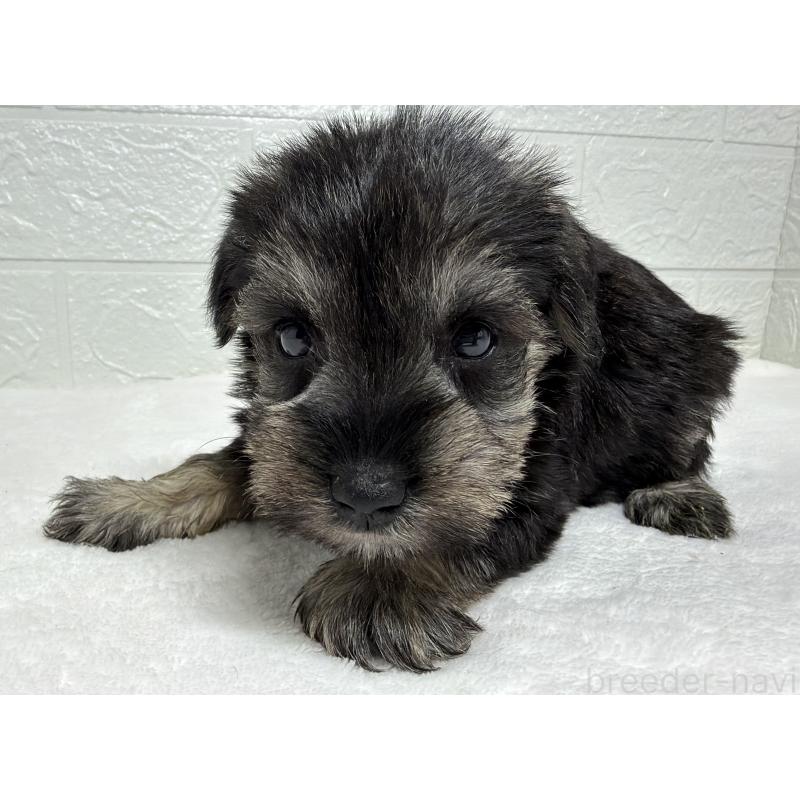 販売中の埼玉県のミニチュアシュナウザー-450687の6枚目