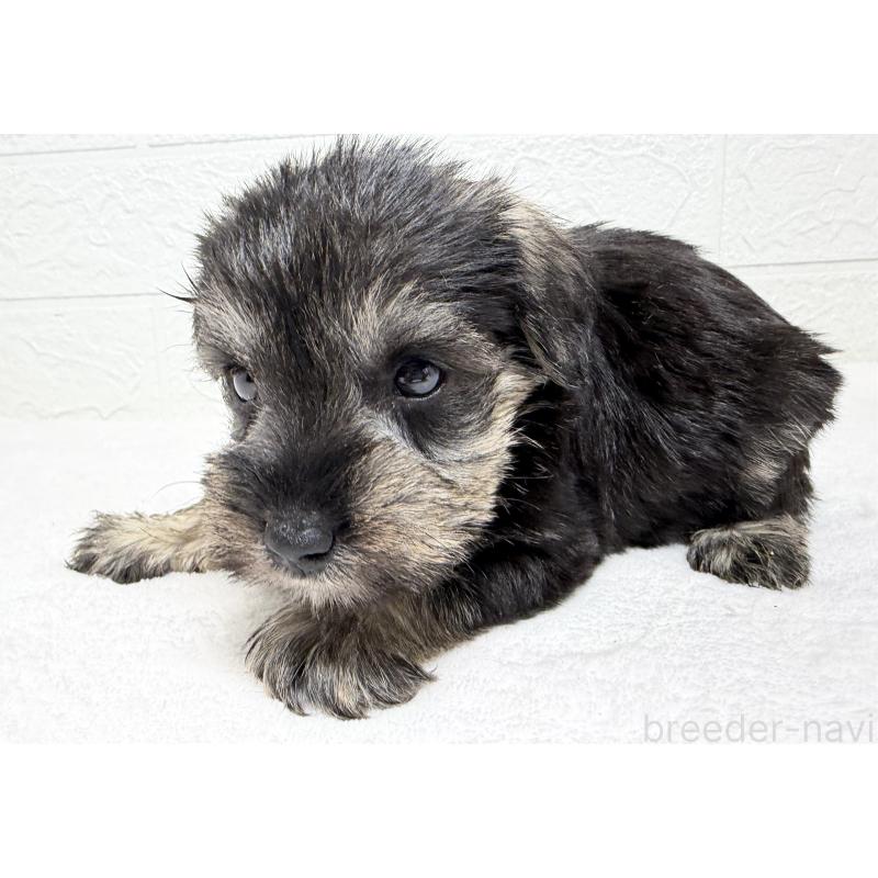 販売中の埼玉県のミニチュアシュナウザー-450687の5枚目