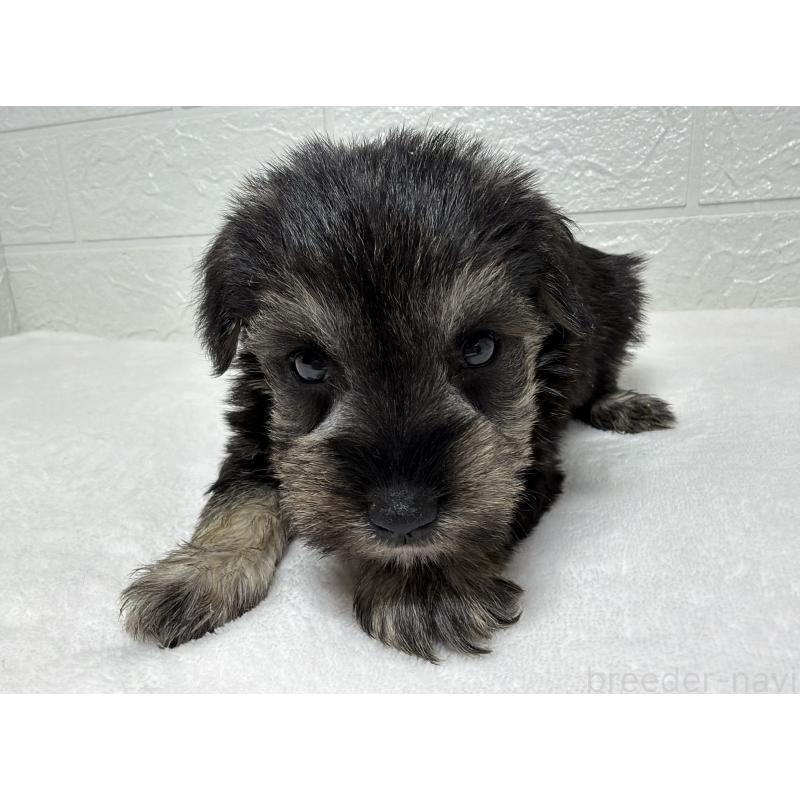 販売中の埼玉県のミニチュアシュナウザー-450687の4枚目