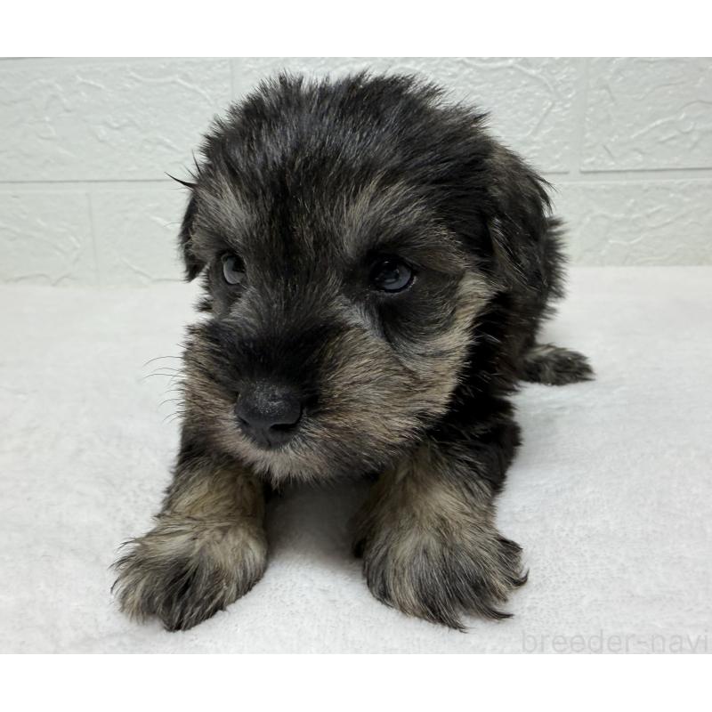 販売中の埼玉県のミニチュアシュナウザー-450687の3枚目