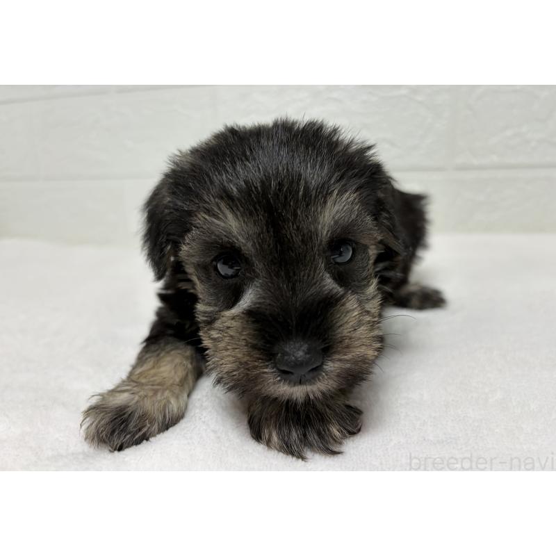 販売中の埼玉県のミニチュアシュナウザー-450687の2枚目