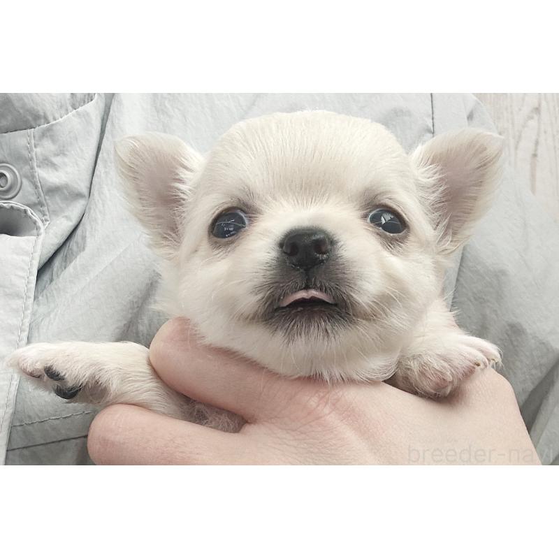 販売中の京都府のチワワ(ロングコート)-450688の1枚目