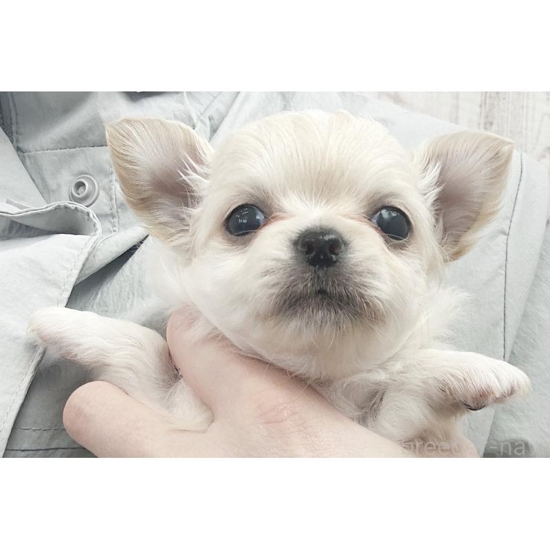 販売中の京都府のチワワ(ロングコート)-450689