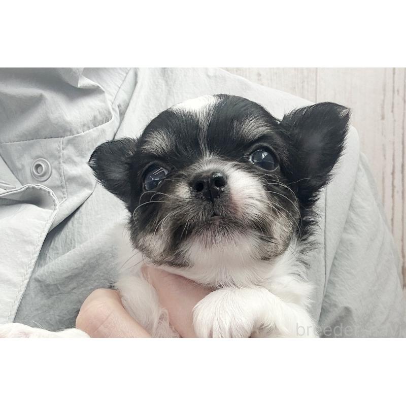 販売中の京都府のチワワ(ロングコート)-450690