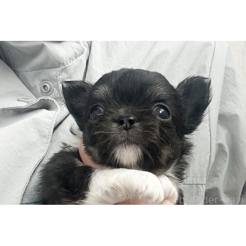 販売中の京都府のチワワ(ロングコート)-450691