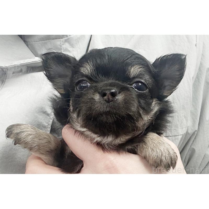 販売中の京都府のチワワ(ロングコート)-450692