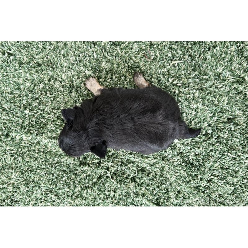 販売中の京都府のチワワ(ロングコート)-450692の2枚目