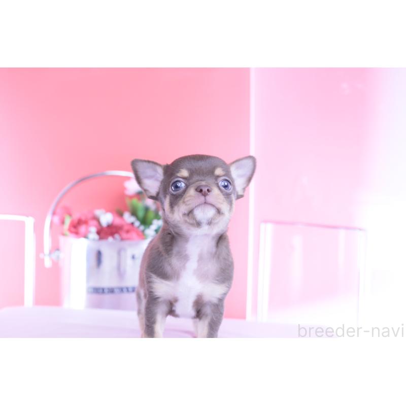 販売中の愛知県のチワワ(スムースコート)-450693の13枚目