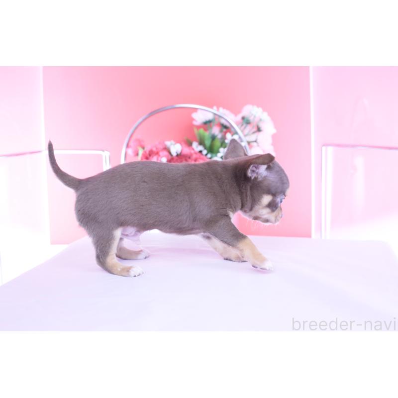 販売中の愛知県のチワワ(スムースコート)-450693の9枚目