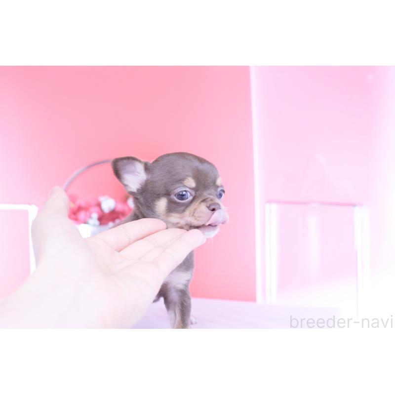 販売中の愛知県のチワワ(スムースコート)-450693の5枚目