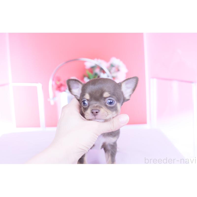 販売中の愛知県のチワワ(スムースコート)-450693の2枚目