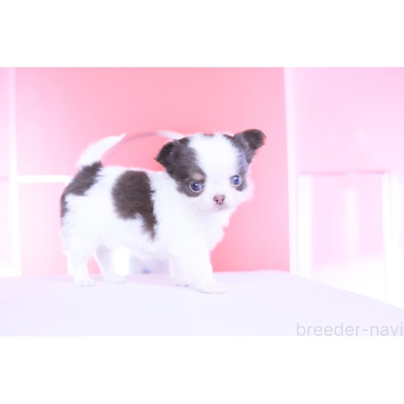 販売中の愛知県のチワワ(ロングコート)-450694の12枚目