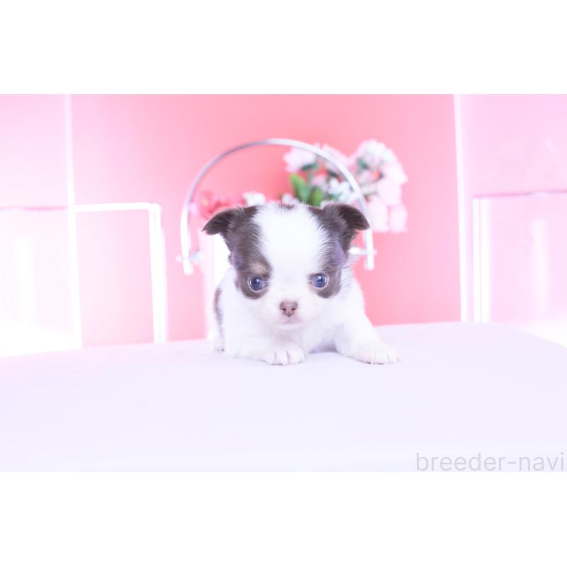 販売中の愛知県のチワワ(ロングコート)-450694の9枚目