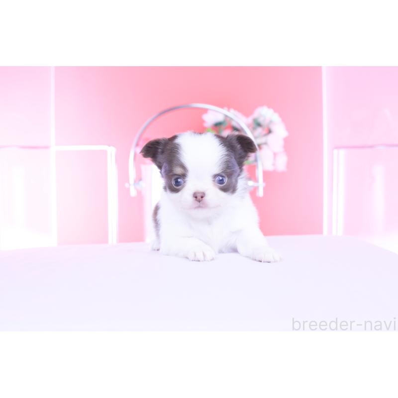 販売中の愛知県のチワワ(ロングコート)-450694の8枚目