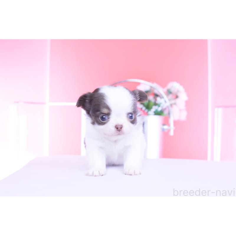 販売中の愛知県のチワワ(ロングコート)-450694の7枚目