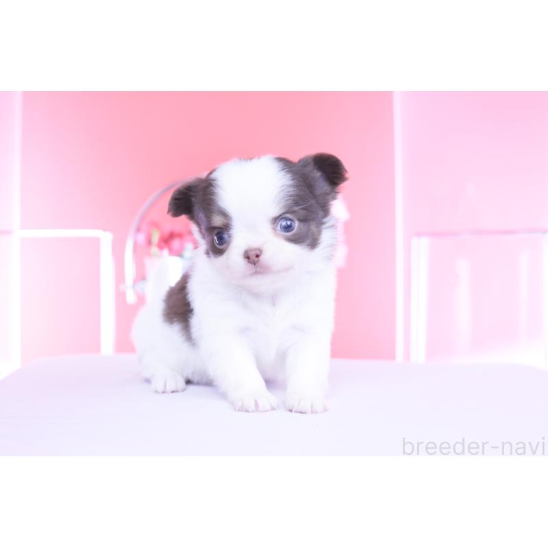 販売中の愛知県のチワワ(ロングコート)-450694の4枚目