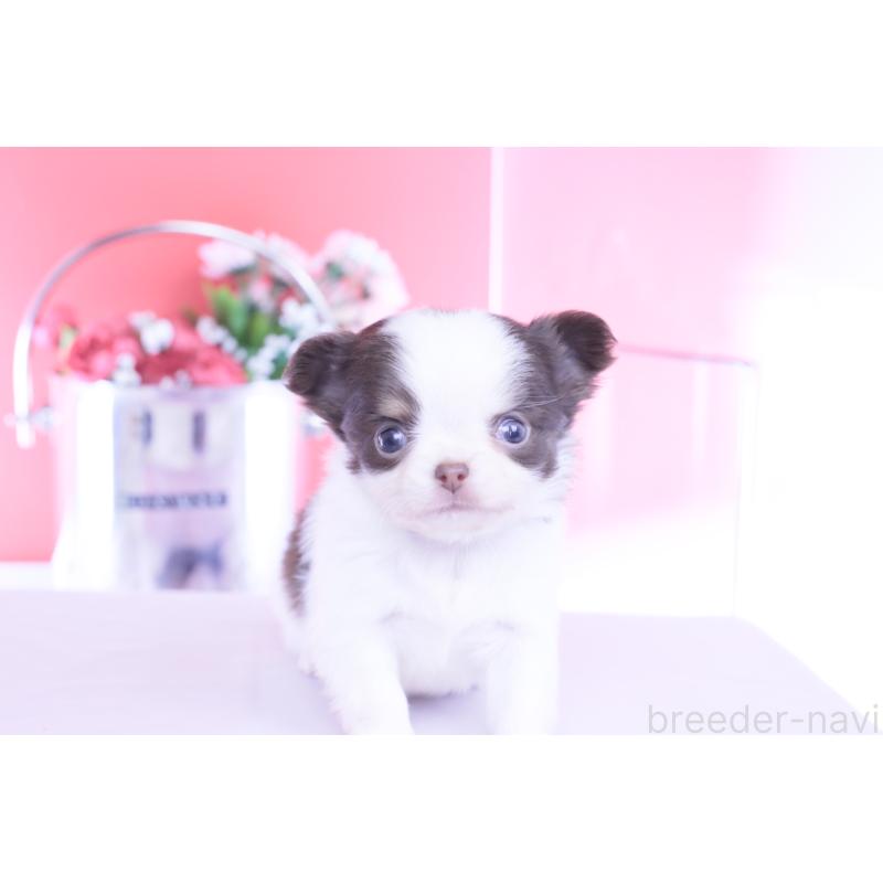 販売中の愛知県のチワワ(ロングコート)-450694の3枚目