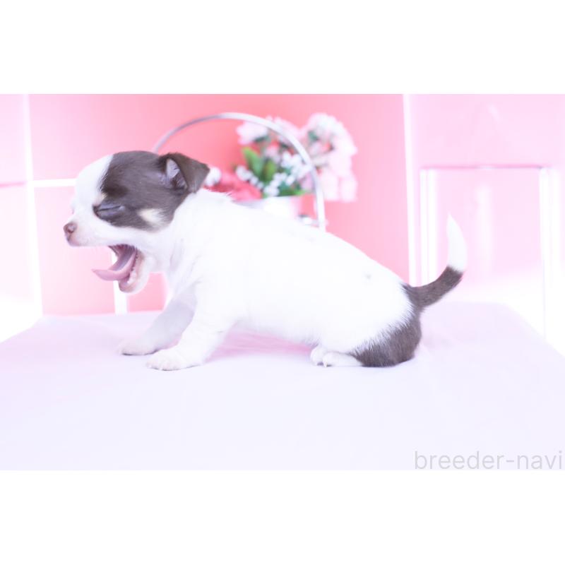 販売中の愛知県のチワワ(スムースコート)-450695の11枚目