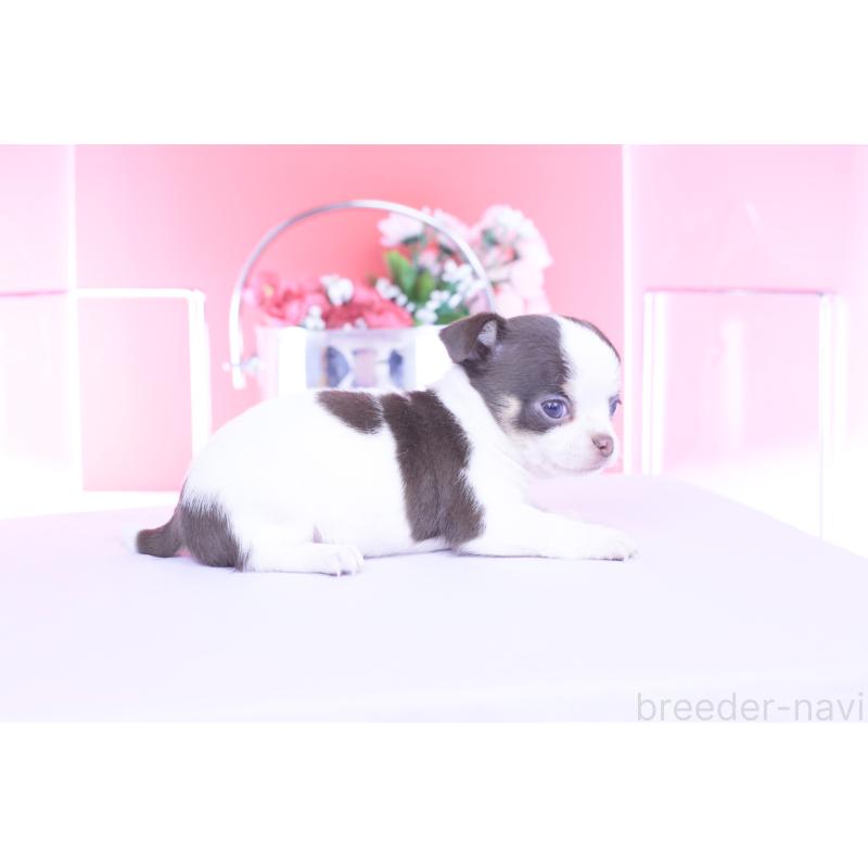 販売中の愛知県のチワワ(スムースコート)-450695の10枚目