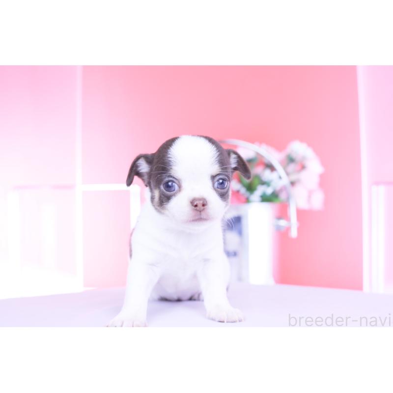 販売中の愛知県のチワワ(スムースコート)-450695の7枚目