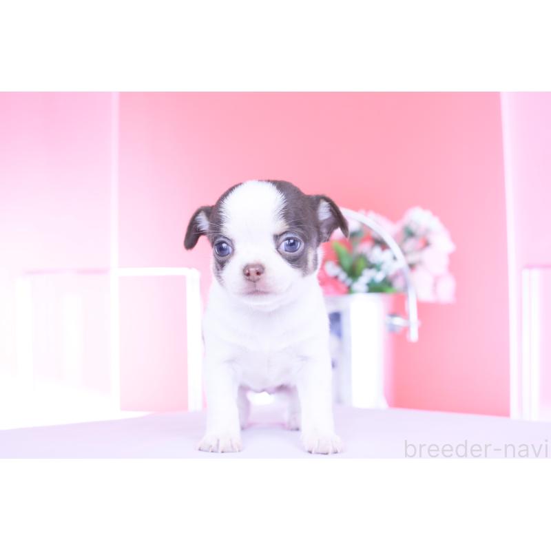 販売中の愛知県のチワワ(スムースコート)-450695の6枚目