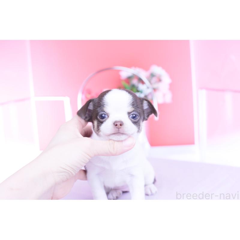 販売中の愛知県のチワワ(スムースコート)-450695の4枚目