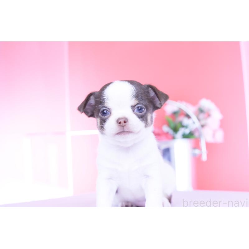 販売中の愛知県のチワワ(スムースコート)-450695の3枚目