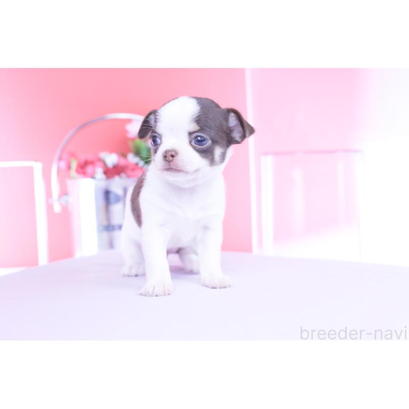 販売中の愛知県のチワワ(スムースコート)-450695の2枚目