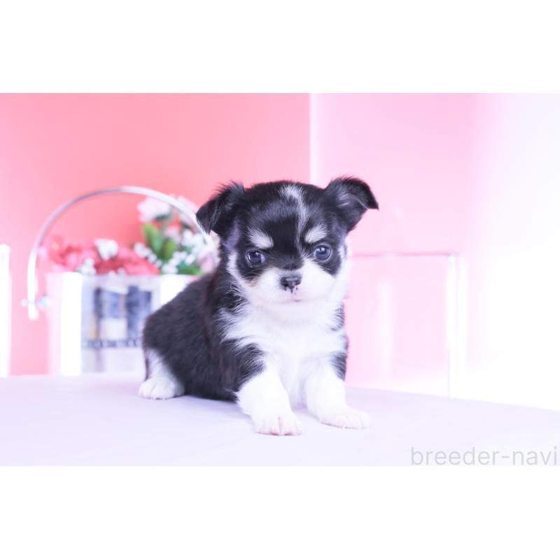 販売中の愛知県のチワワ(ロングコート)-450696の14枚目