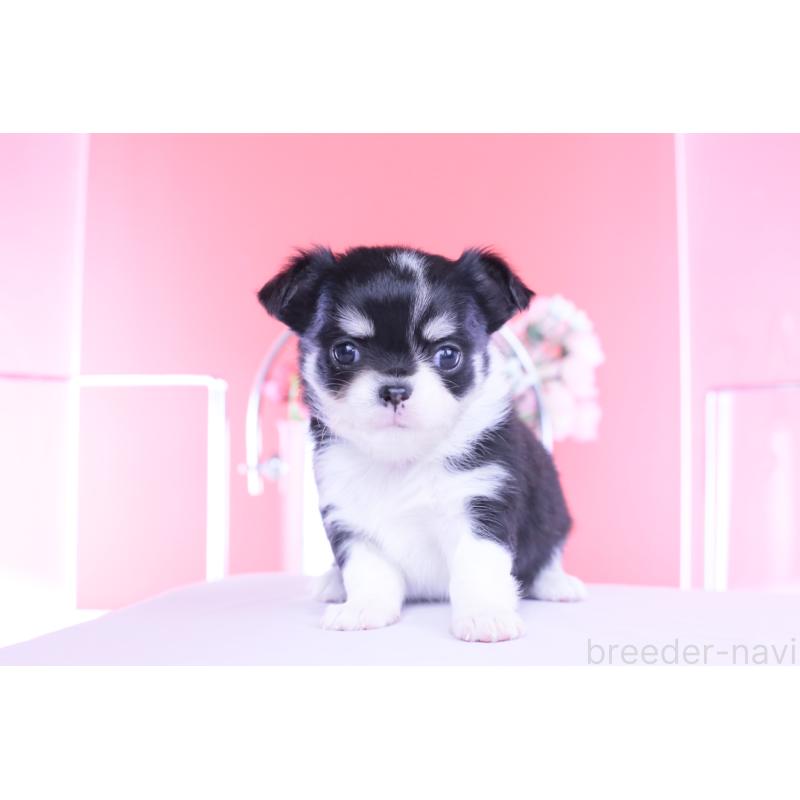 販売中の愛知県のチワワ(ロングコート)-450696の11枚目