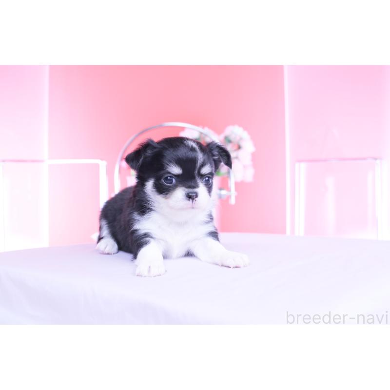 販売中の愛知県のチワワ(ロングコート)-450696の9枚目