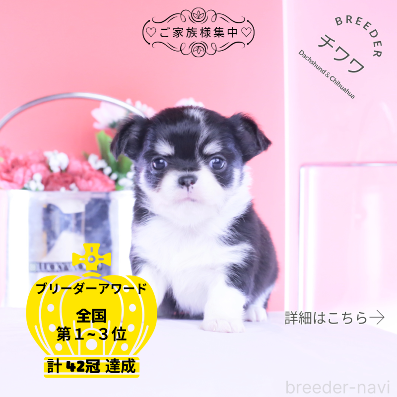 販売中の愛知県のチワワ(ロングコート)-450696