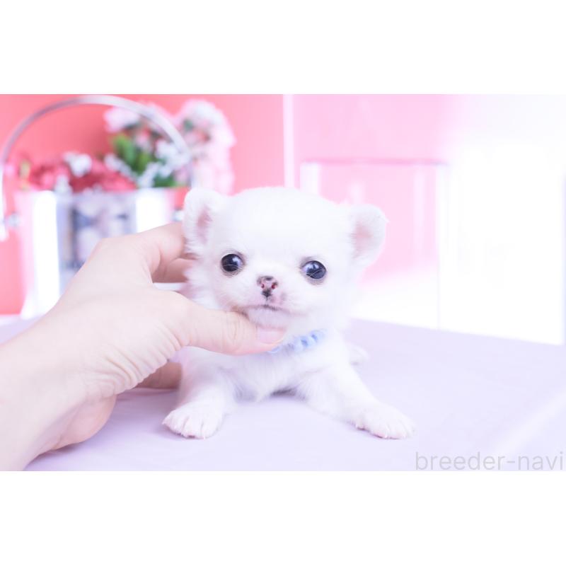 販売中の愛知県のチワワ(ロングコート)-450697の13枚目