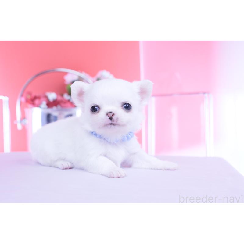 販売中の愛知県のチワワ(ロングコート)-450697の12枚目